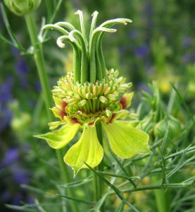 NIGELLA TRANSFORMER YELLOW NR.25 SEMI